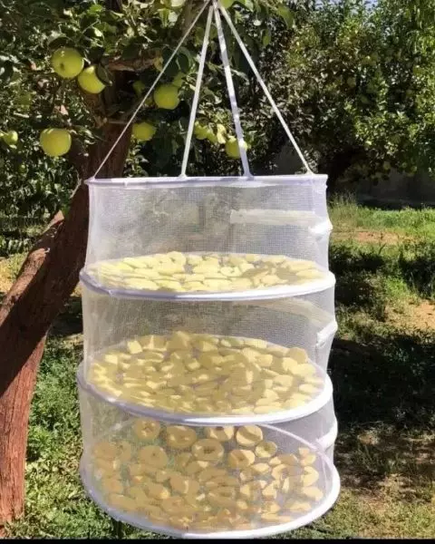 توری میوه خشک کن